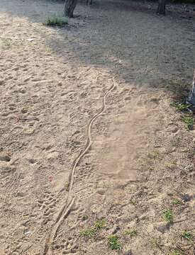 Image of Komodo Dragon