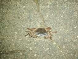 Image of Natal River Crab