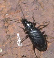 Agonum (Olisares) punctiforme (Say 1823)的圖片