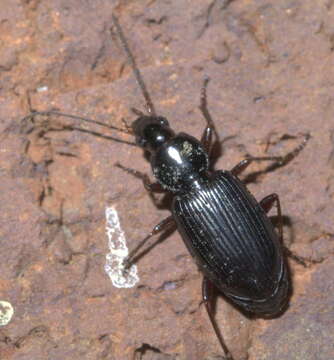 Image of Agonum (Olisares) punctiforme (Say 1823)