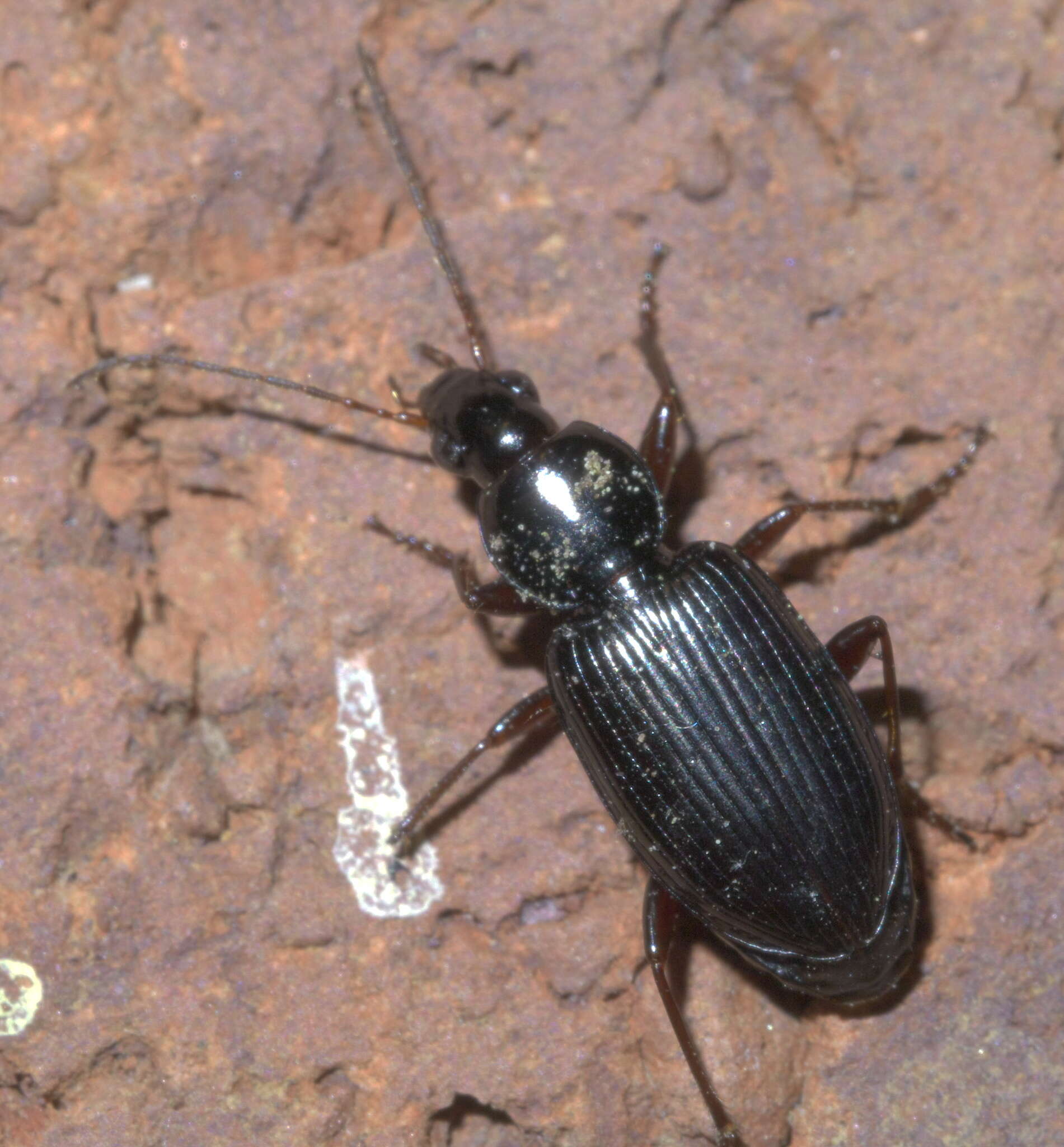 Agonum (Olisares) punctiforme (Say 1823)的圖片