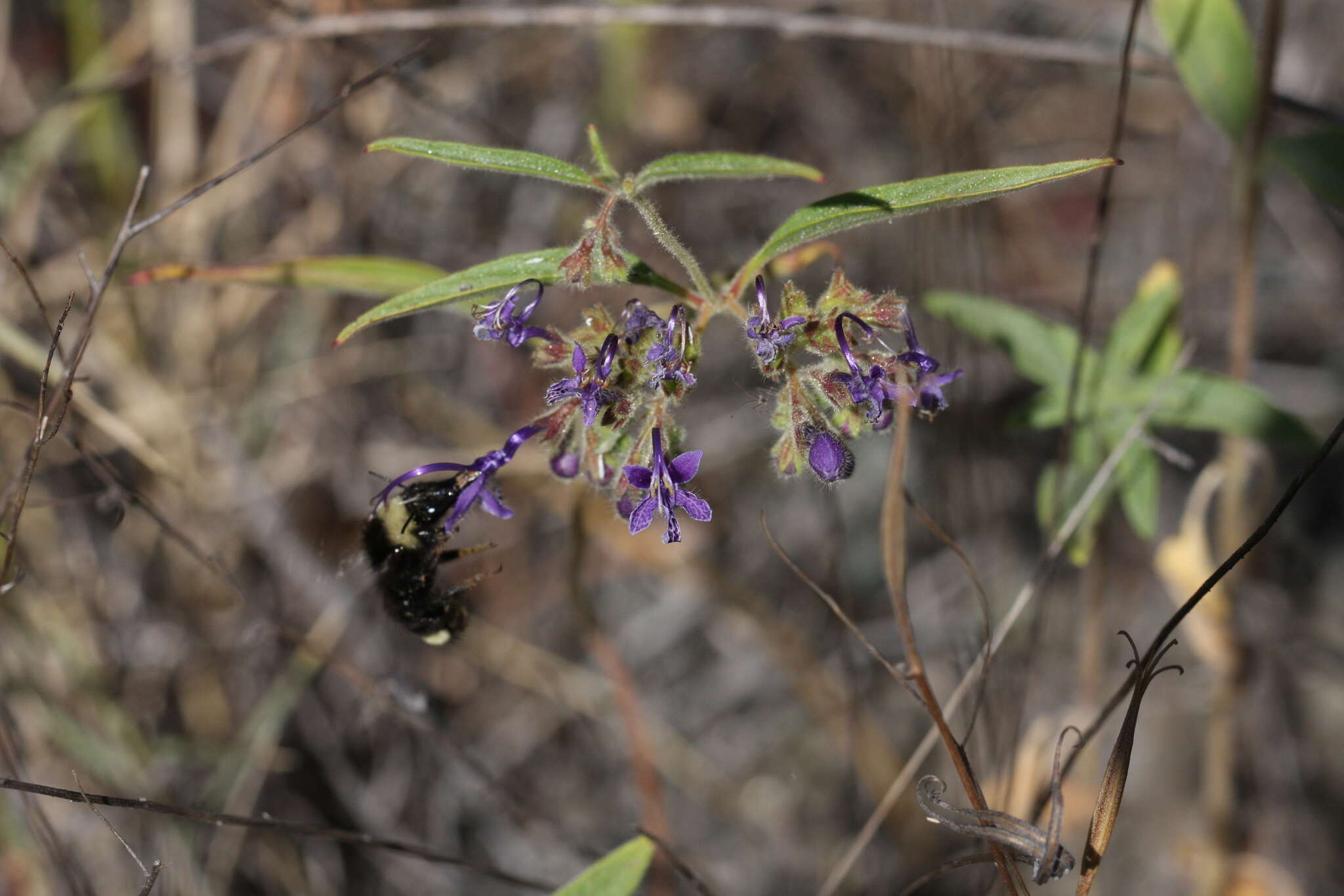 Image de Trichostema laxum A. Gray