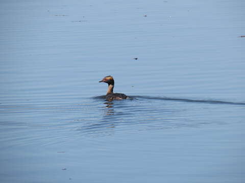 Image of Podiceps Latham 1787