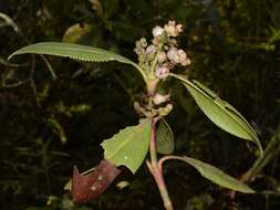 Image of Hedyosmum goudotianum Solms