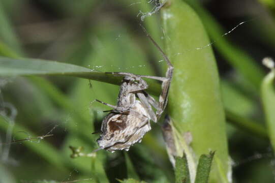 Image of Uloborus walckenaerius Latreille 1806