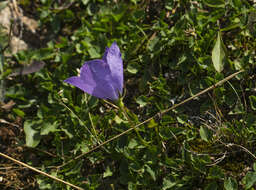 Image of tussock bellflower