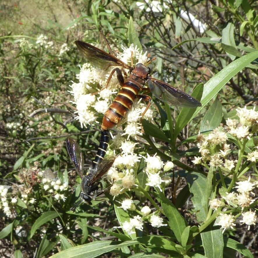 Image of Mydas arizonensis Wilcox, Papavero & Pimentel 1989