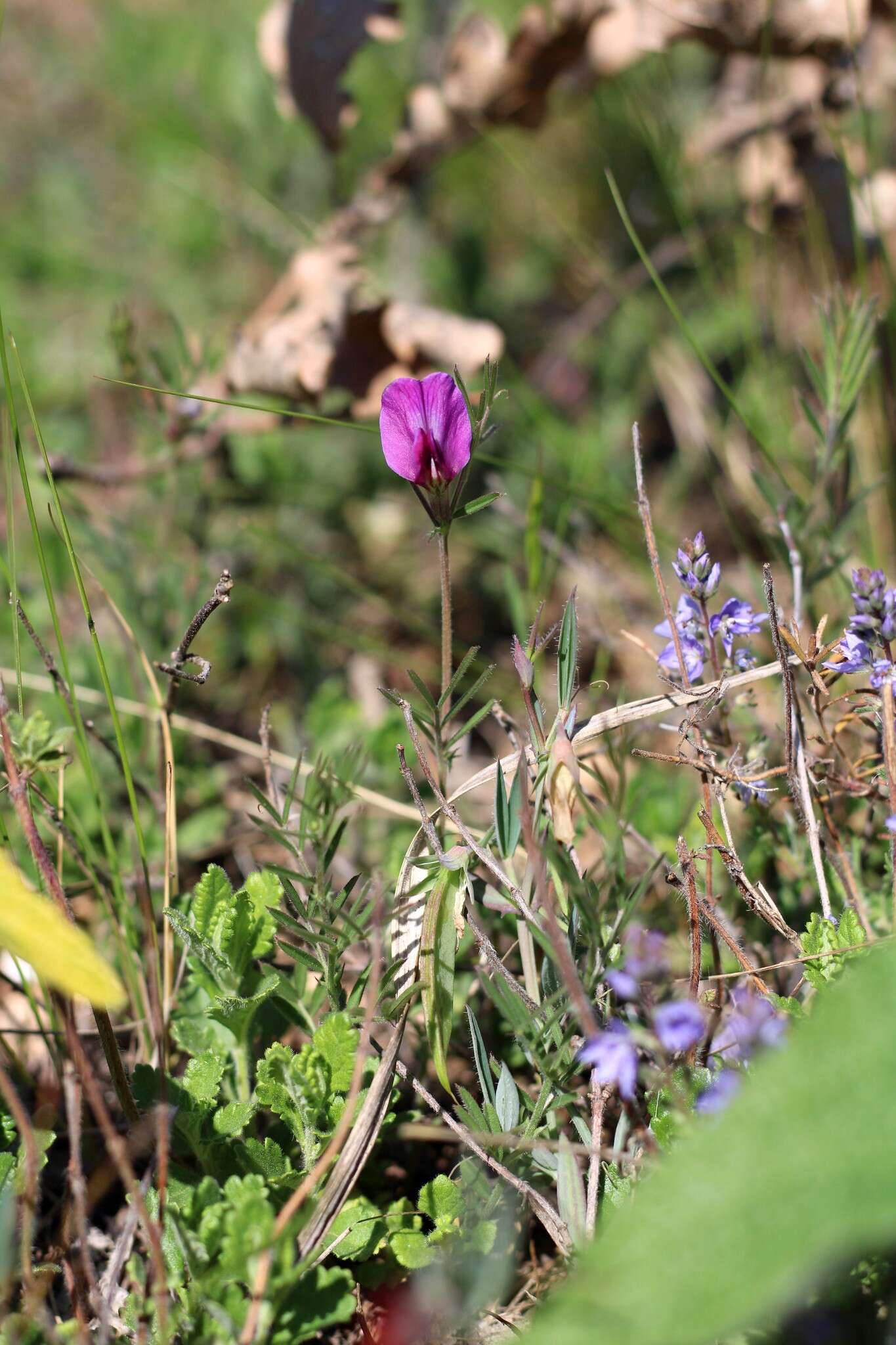 Image of subterranean vetch