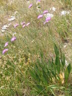 Image of Knautia travnicensis (G. Beck) Szabó