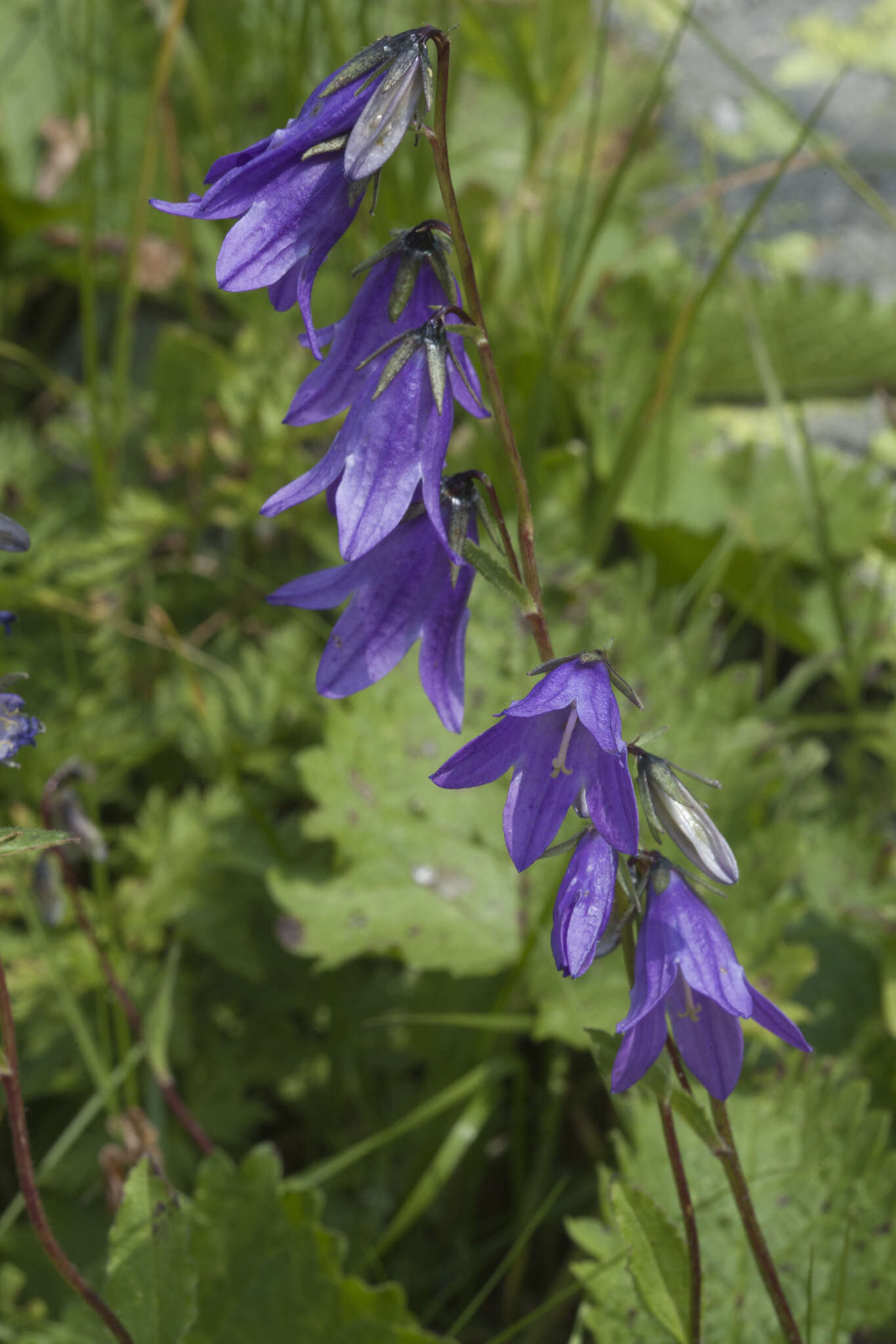 Image of Campanula collina Sims