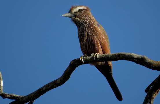 Image of Purple Roller