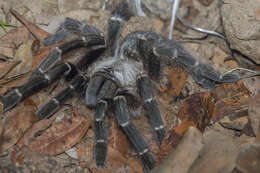 Image of Orange Baboon Tarantula