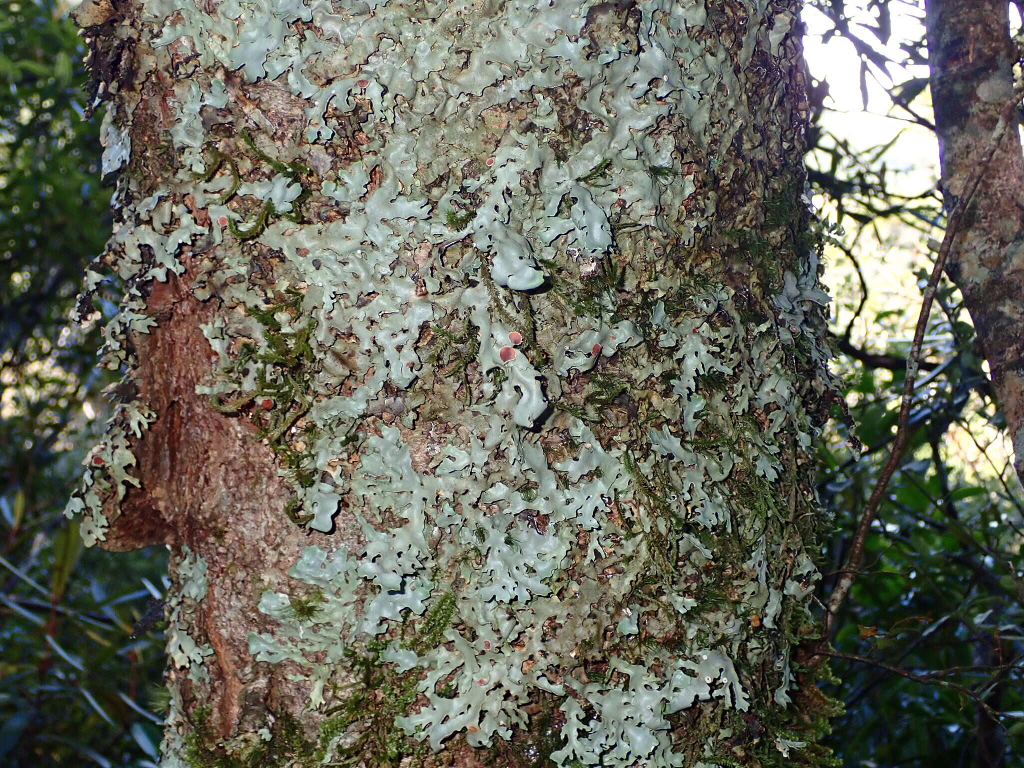 Image of Pseudocyphellaria homeophylla (Nyl.) Dodge