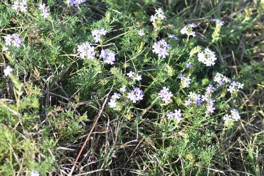 Image of South American mock vervain