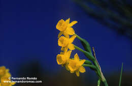 Image of Narcissus scaberulus Henriq.