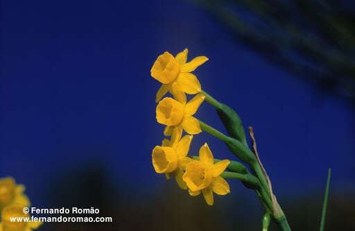 Слика од Narcissus scaberulus Henriq.