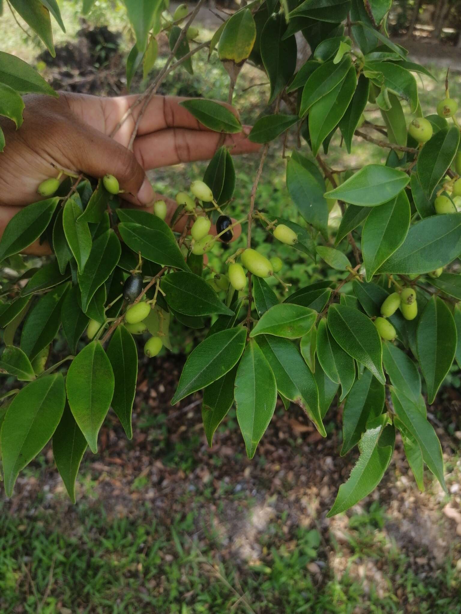 Image de Myrcia splendens (Sw.) DC.