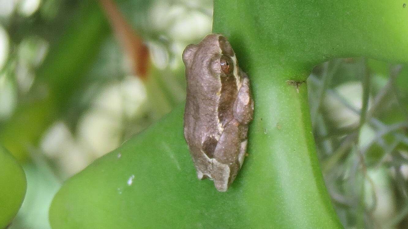 Image of Marbled Reed Frog