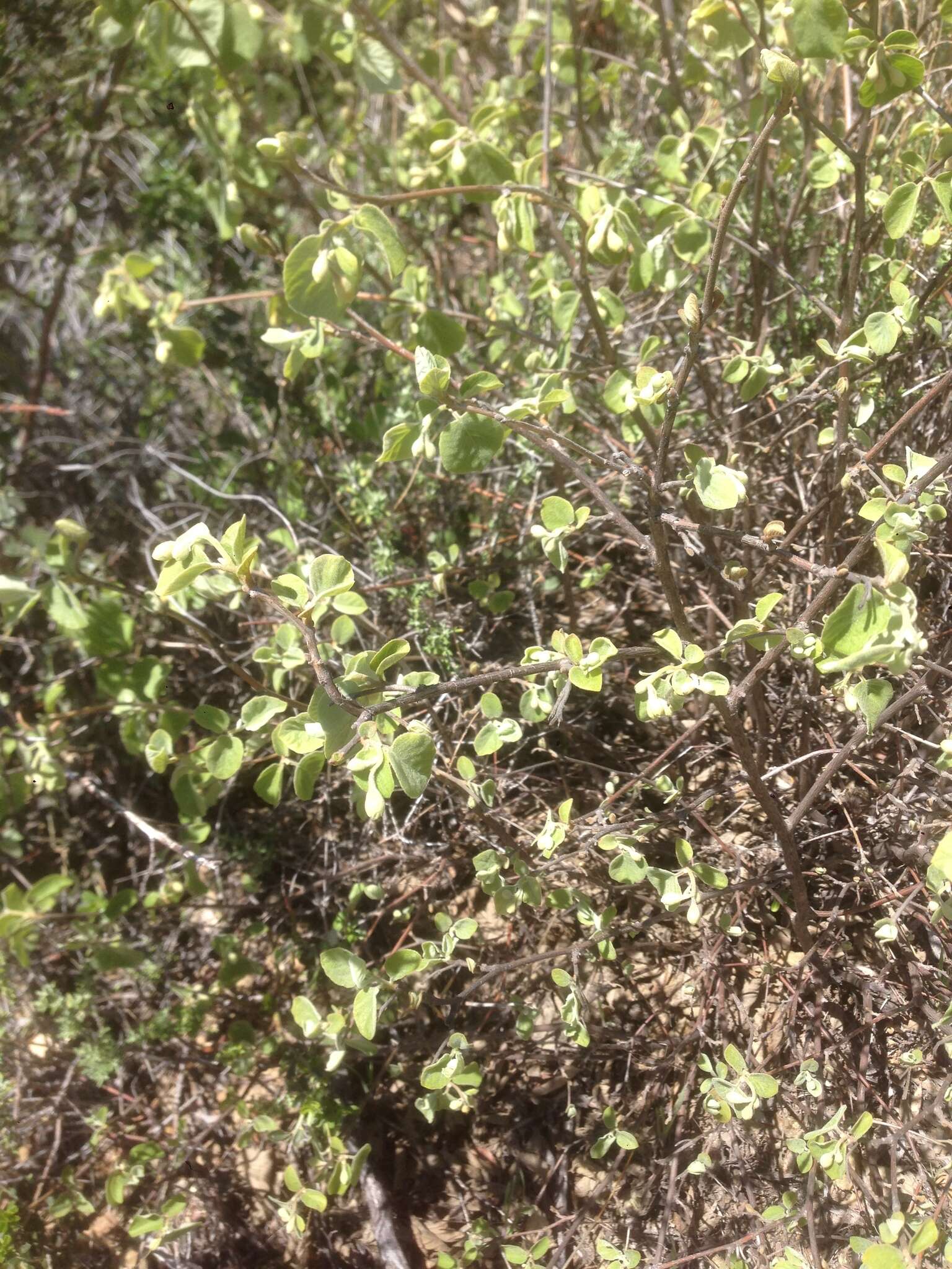 Plancia ëd Styrax redivivus (Torr.) Wheeler