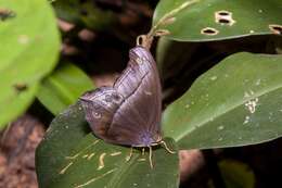 Image of Coelites epiminthia Westwood (1851)