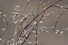 Image de Phylloscopus fuscatus robustus Stresemann 1923