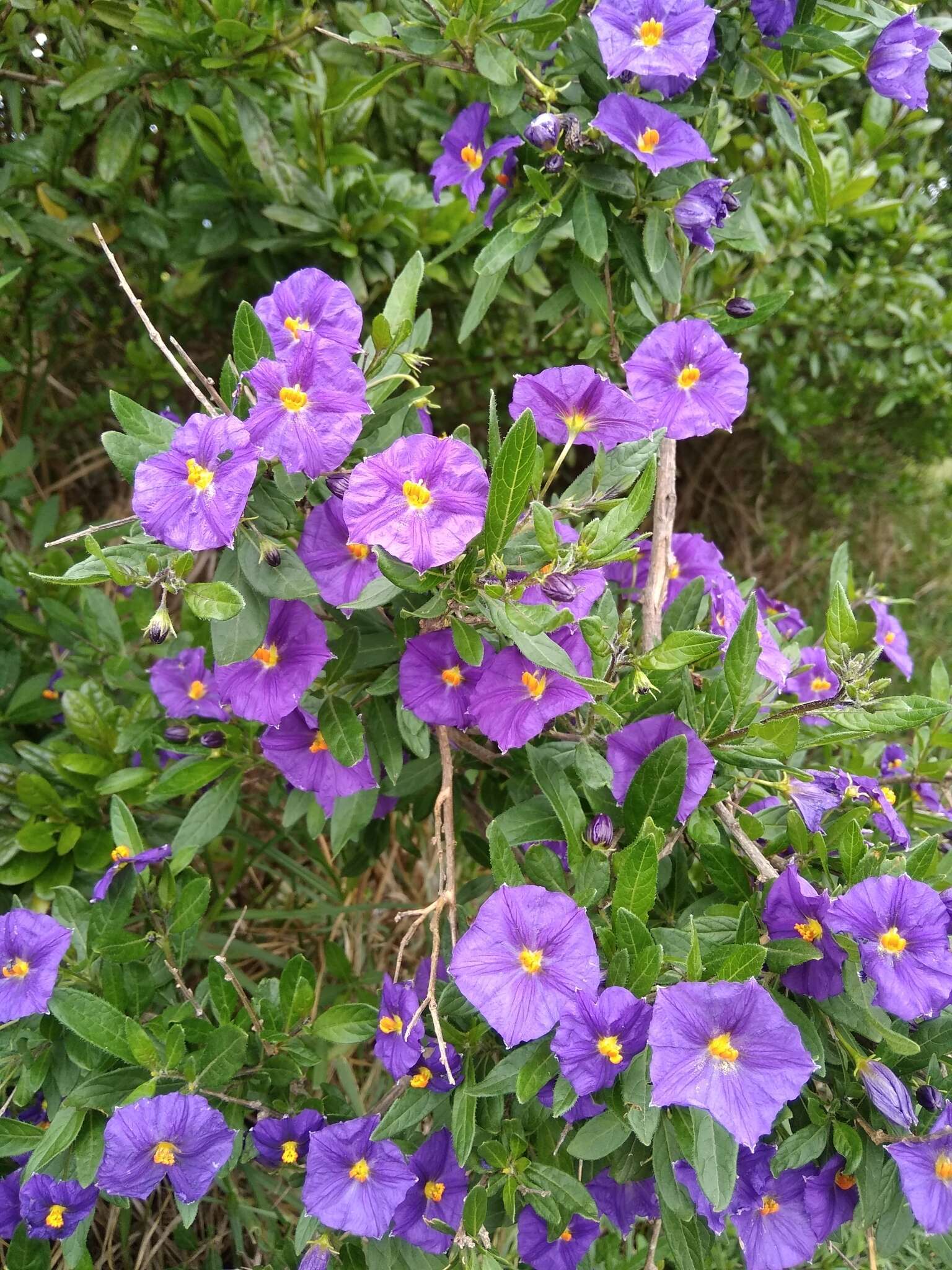 Image de Lycianthes lycioides (L.) Hassler