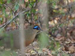 Image of Coquerel's Coua