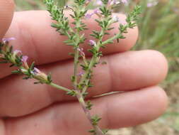 Image of Muraltia satureioides var. floribunda Levyns