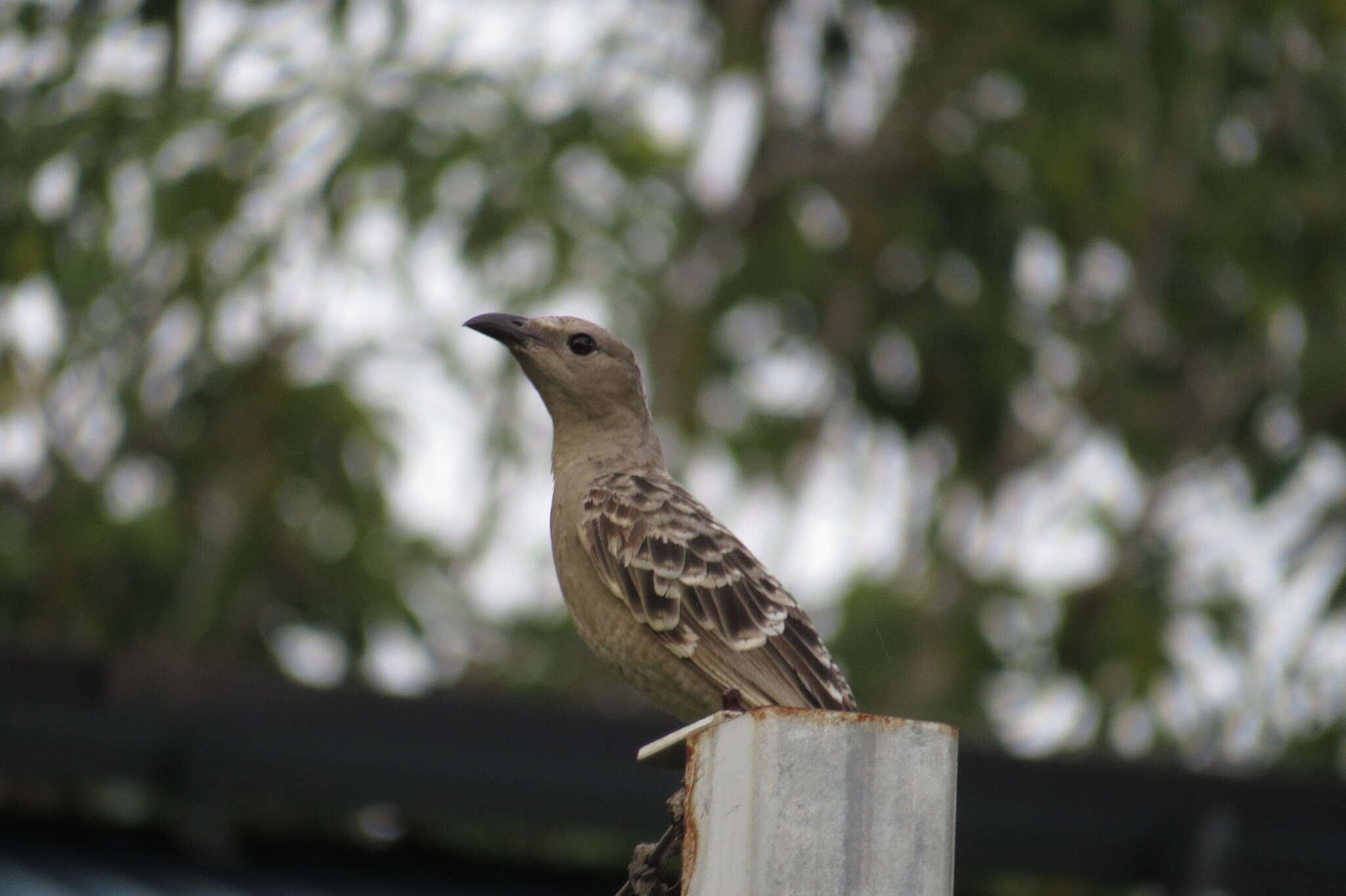 Image of Great Bowerbird