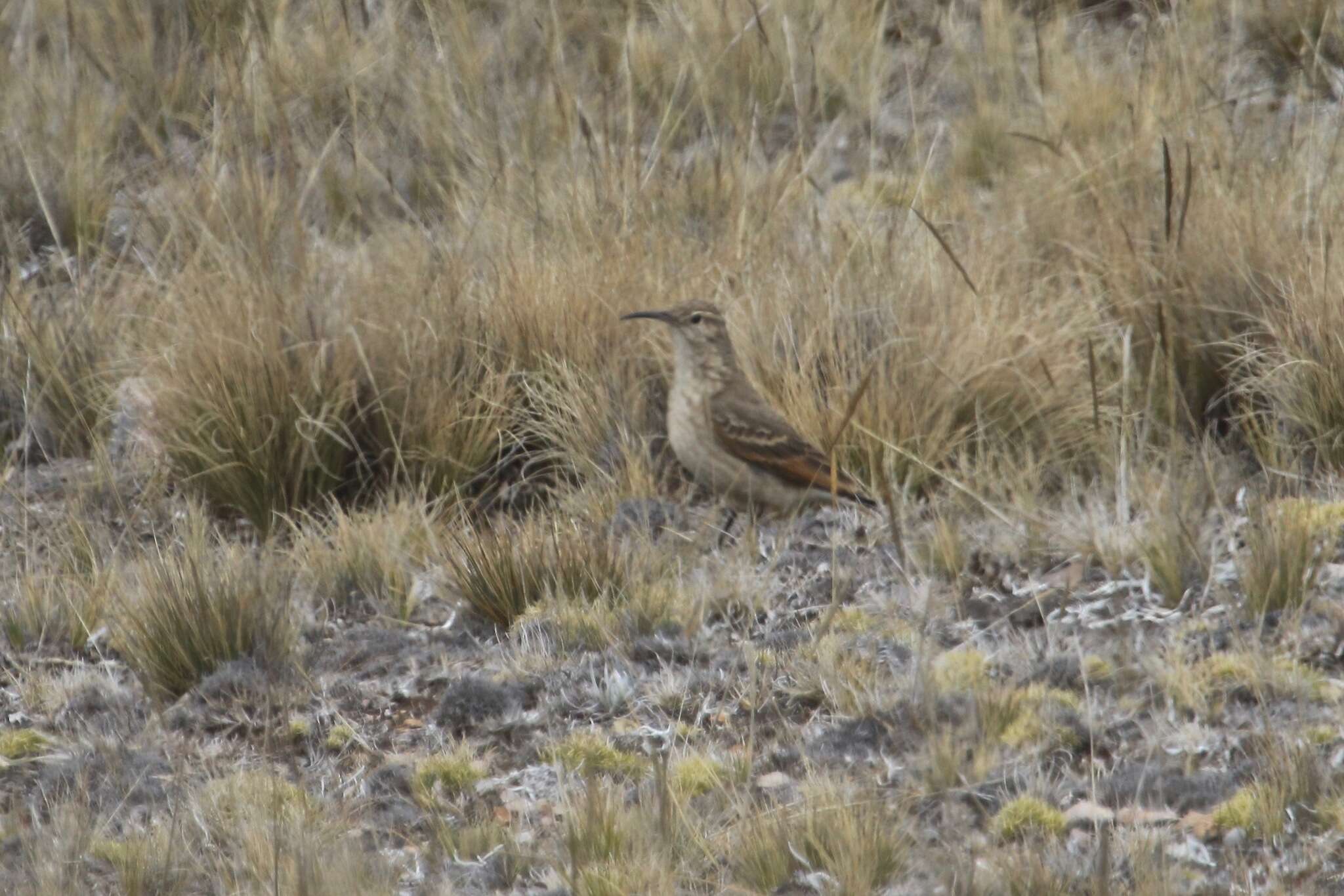 Image of Slender-billed Miner