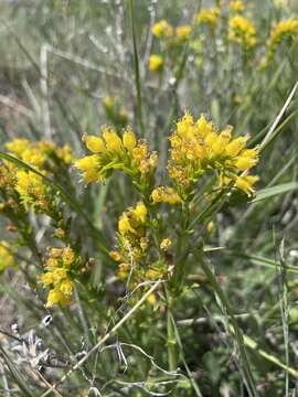 صورة Moltkia aurea Boiss.