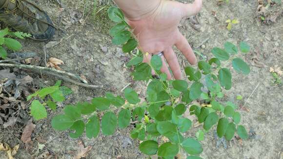 Image of Ouachita False Indigo