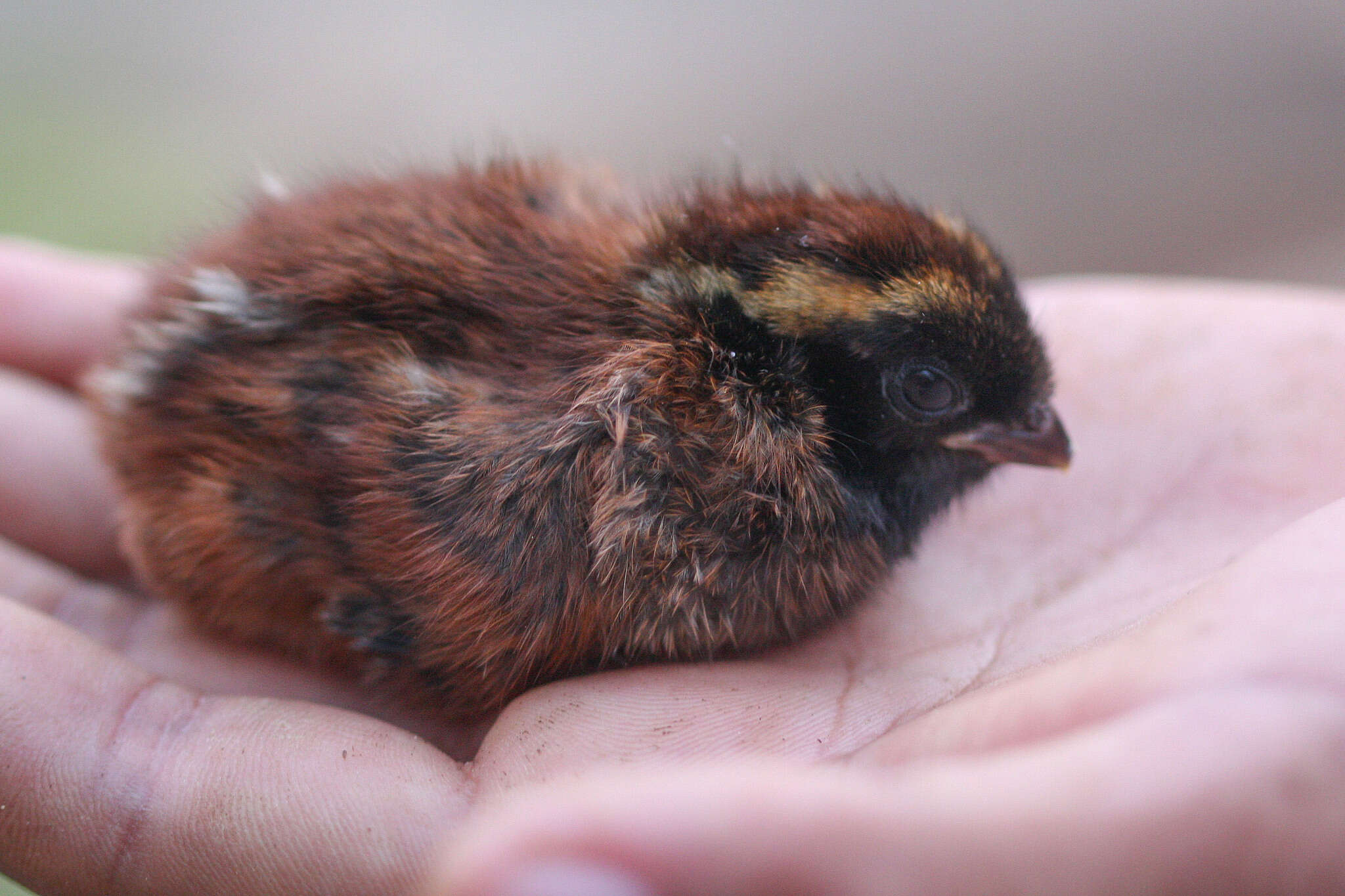 Image of Black-fronted Wood Quail