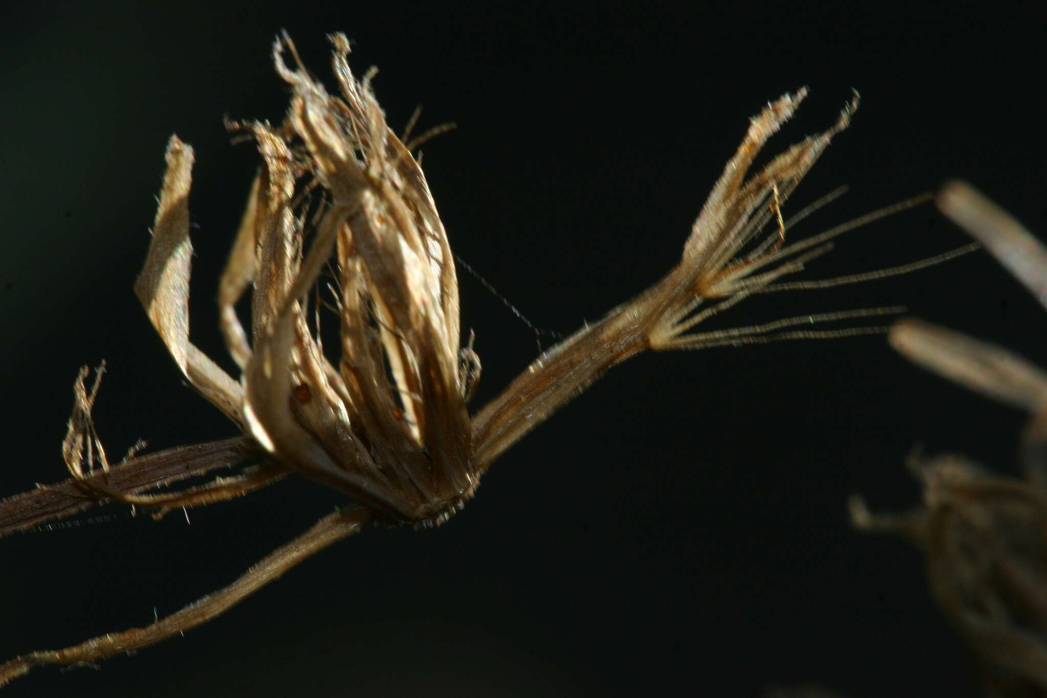 Image of Hypochaeris saldensis Batt.