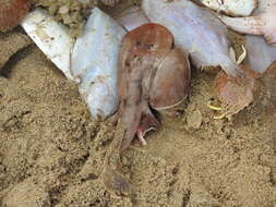 Image of Blackspotted numbfish