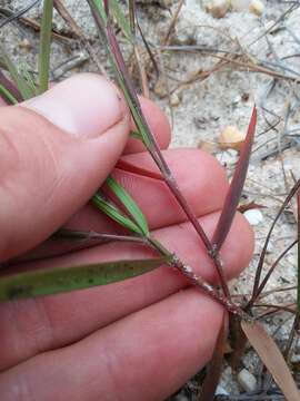 صورة Panicum filiramum Ashe