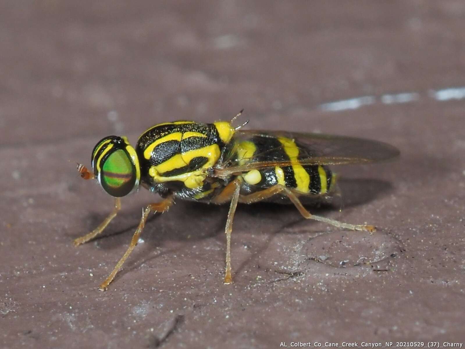 Image of Oxycera variegata Olivier 1811