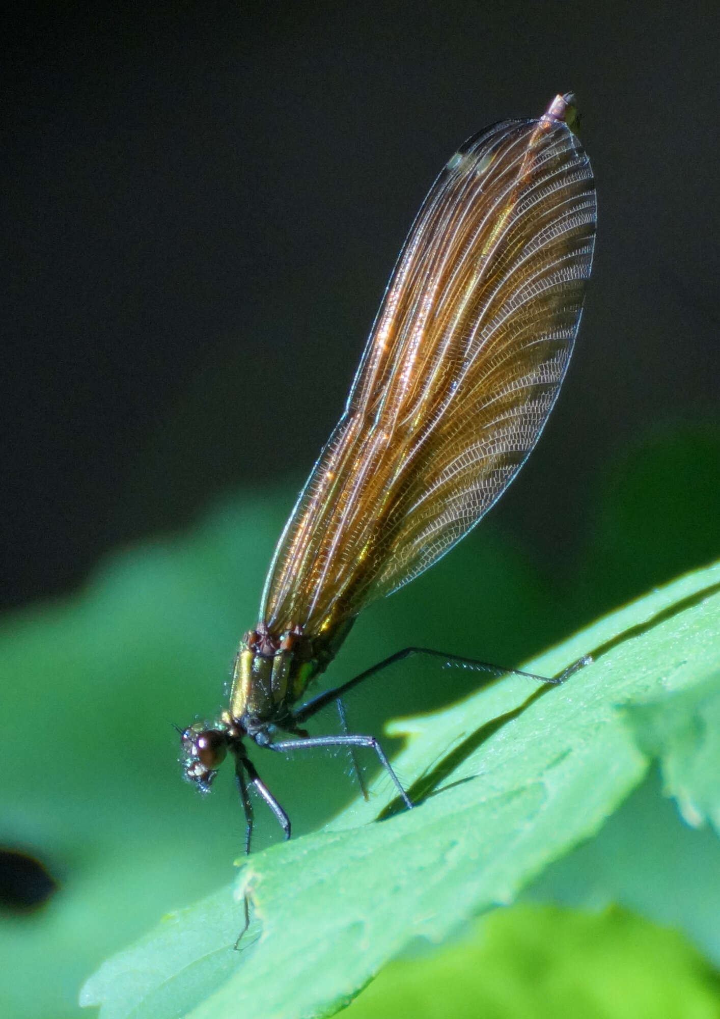 Image of Calopteryx virgo Linnaeus 1758