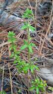 Image of Galium hypocarpium (L.) Endl. ex Griseb.