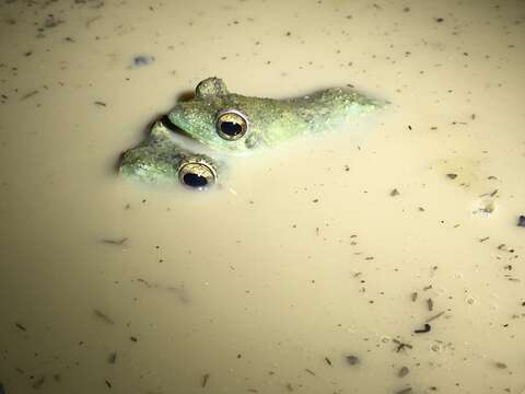 Image of African Foam-nest Treefrog