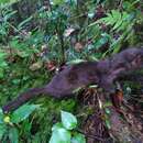 Image of Indonesian Mountain Weasel