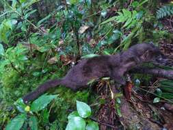 Image of Indonesian Mountain Weasel