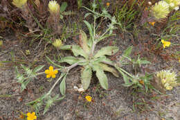 Image of coastal eryngo