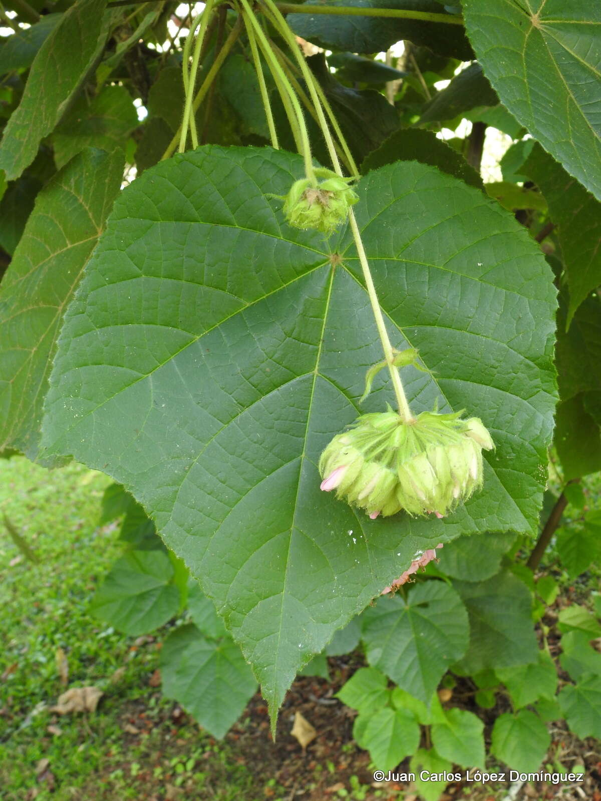 Image of <i>Dombeya</i> × <i>cayeuxii</i>