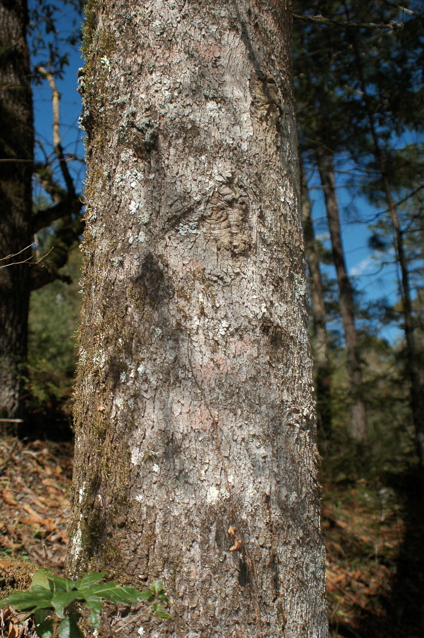 Plancia ëd Abies durangensis var. coahuilensis (I. M. Johnst.) Martínez