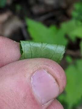 Image of slender pride of Rochester