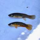 Image of Spotfin Killifish