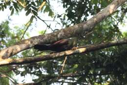 Image of Green Turaco