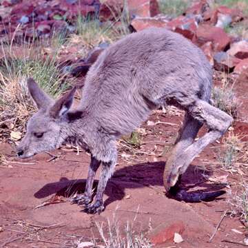 Image of kangaroo