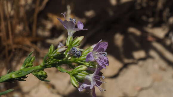 Image of Saltugilia caruifolia